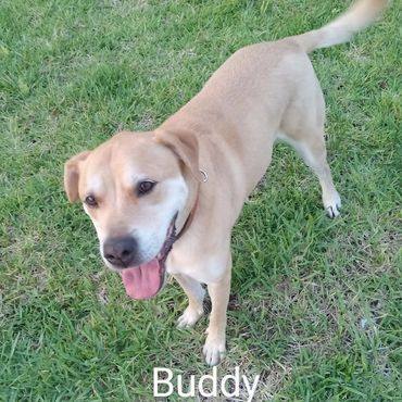 Barry's Dogs offers Dog Walking and In- Home Pet Visits for a Labrador Retrievers