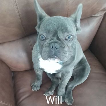 In Home Pet/House Sitting, Pet Visits, and Dog Walking for those stubborn French Bulldogs.