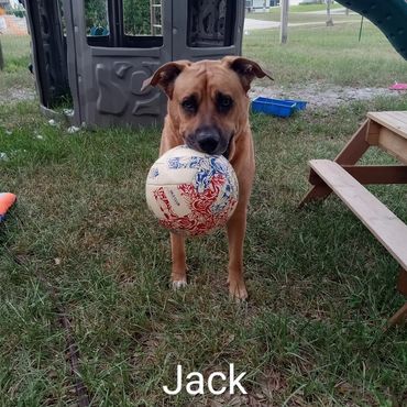 Barry's Dogs offers Dog Walking and In Home pet visits for a Blackmouth Cur.