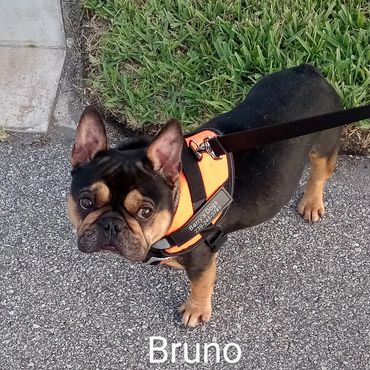 In Home Pet/House Sitting, Pet Visits, and Dog Walking for those stubborn French Bulldogs.