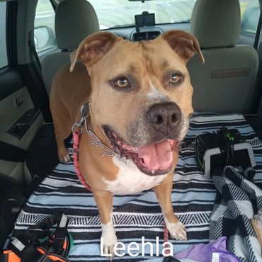 House Sitting and In Home pet visits with a Pit Bull Terroir, and an American Staffordshire Terrier