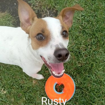 In Home Pet/House Sitting, Pet Visits, and Dog Walking for those lovable and playful puppies.