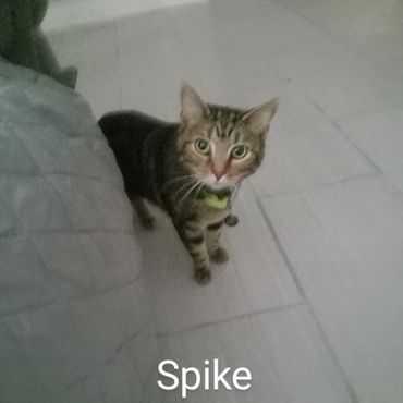 In Home Pet/House Sitting, and Pet Visits are available for all cats and kitties.