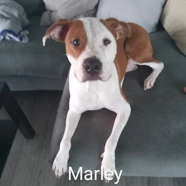 House Sitting and In Home pet visits with a Pit Bull Terroir, and an American Staffordshire Terrier