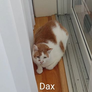 In Home Pet/House Sitting, and Pet Visits are available for all cats and kitties.