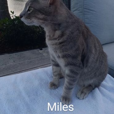 In Home Pet/House Sitting, and Pet Visits are available for all cats and kitties.