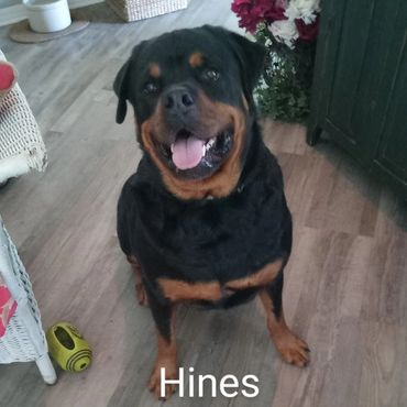 In Home Dog Visit Hines the Rottweiler. Named after the great Hines Ward of the Pittsburg Steelers.
