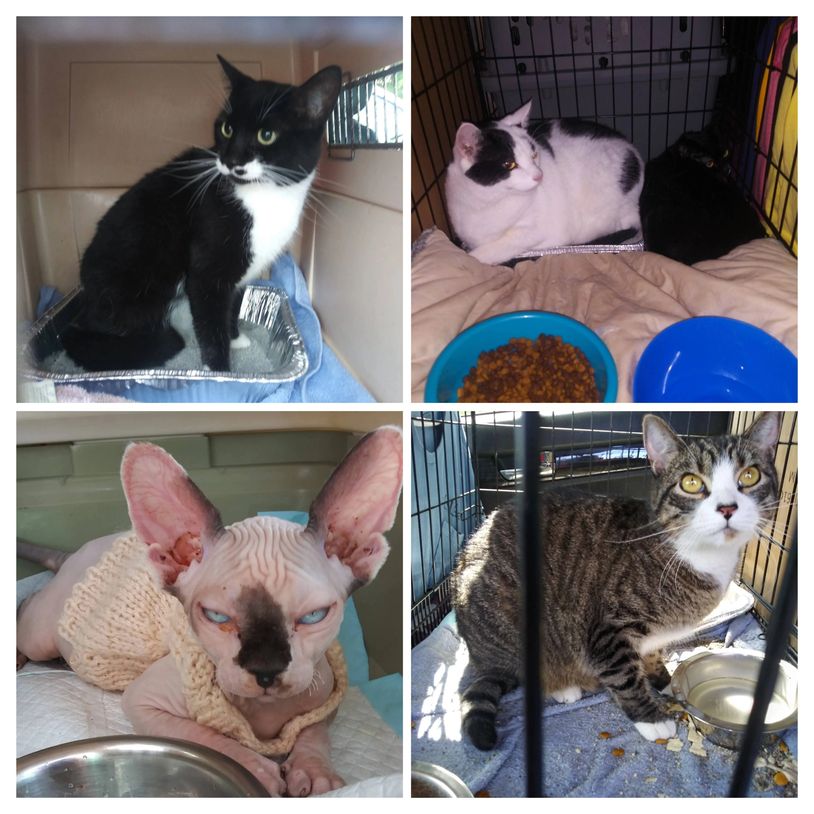 Barry's Dogs welcomes all kittins and cats on a private pet transport