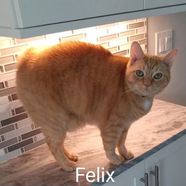 Pet Services include Private Dog Transport, In Home Pet/House Sitting, Pet Visits, and Dog Walking