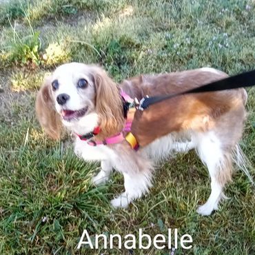Sweet Annabelle on a cross-country journey private dog transport by Barry's Dogs