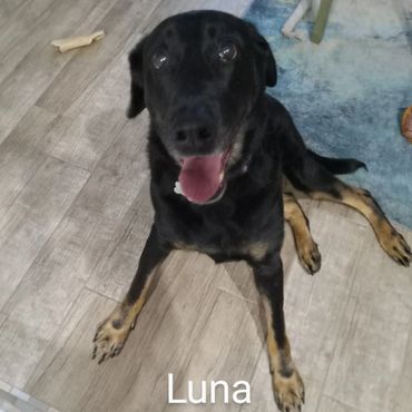 Barry's Dogs offers Dog Walking and In- Home Pet Visits for a Labrador Retrievers