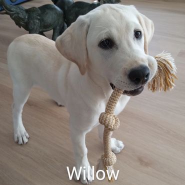 In Home Pet/House Sitting, Pet Visits, and Dog Walking for those Labrador playful puppies.