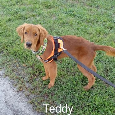 Barry's Dogs offers Dog Walking and In- Home Pet Visits for a Golden Retrievers.