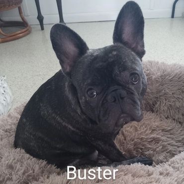 In Home Pet/House Sitting, Pet Visits, and Dog Walking for French Bulldogs