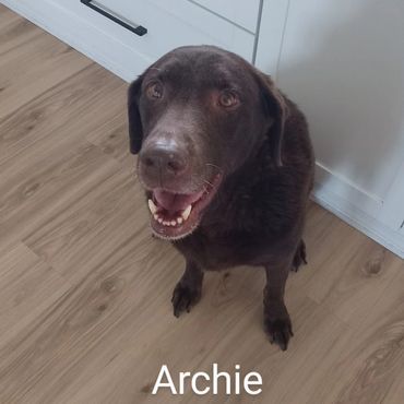 Pet Services include Private Dog Transport, In Home Pet/House Sitting, Pet Visits, and Dog Walking