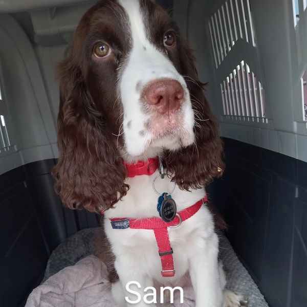 Sam is heading cross country on a private dog transport