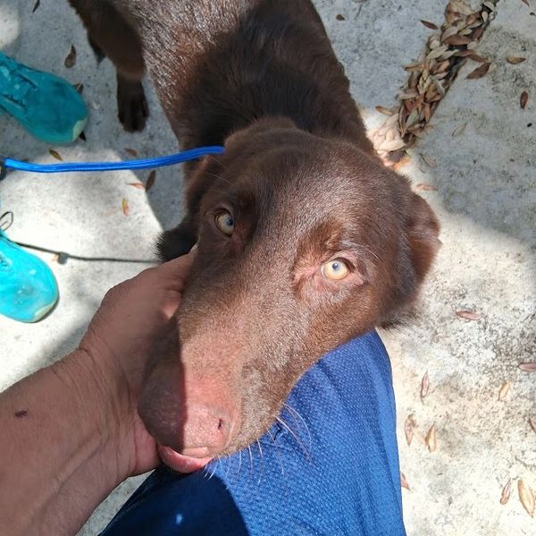 Close-up of a brown dog affectionately looking up.