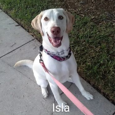 Barry's Dogs offers Dog Walking and In- Home Pet Visits for a Labrador Retrievers