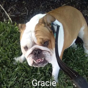 In Home Pet/House Sitting, Pet Visits, and Dog Walking for those stubborn English Bulldogs.