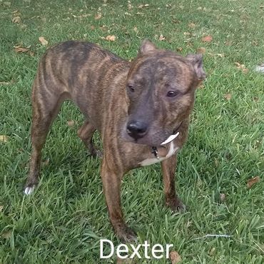 House Sitting and In Home pet visits with a Pit Bull Terroir, and an American Staffordshire Terrier