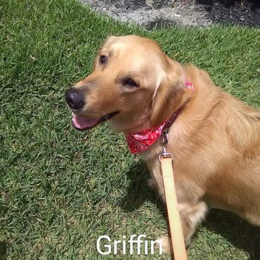 Barry's Dogs offers Dog Walking and In- Home Pet Visits for a Golden Retrievers.