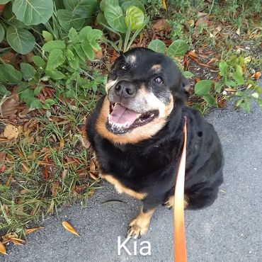 Pet Services include Private Dog Transport, In Home Pet/House Sitting, Pet Visits, and Dog Walking