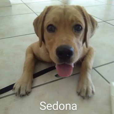 In Home Pet/House Sitting, Pet Visits, and Dog Walking for those lovable and playful puppies.