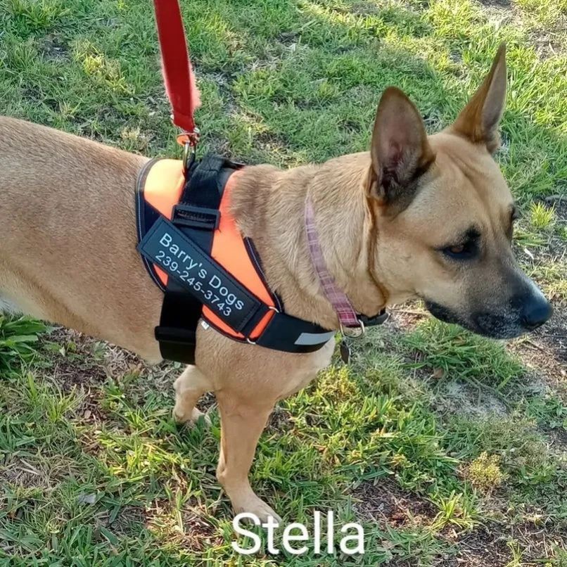 Barry's Dogs offers the "Ultimate Private Pet Transport" coast to coast along with local taxi rides.