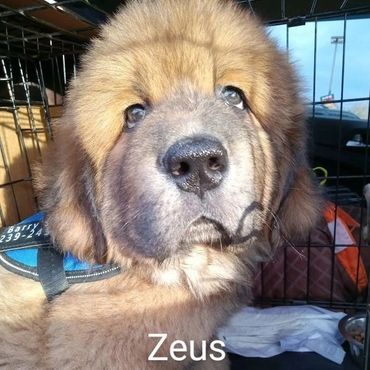 Tibetan Mastiff Puppy Zeus takes advantage of the Private Dog Transport Services by Barry's Dogs