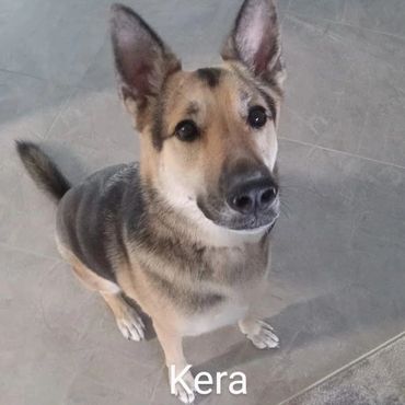 Pet Services include Private Dog Transport, In Home Pet/House Sitting for German Shepard Dogs