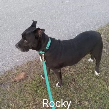 House Sitting and In Home pet visits with a Pit Bull Terroir, and an American Staffordshire Terrier