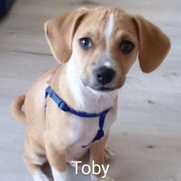 In Home Pet/House Sitting, Pet Visits, and Dog Walking for those lovable and playful puppies.