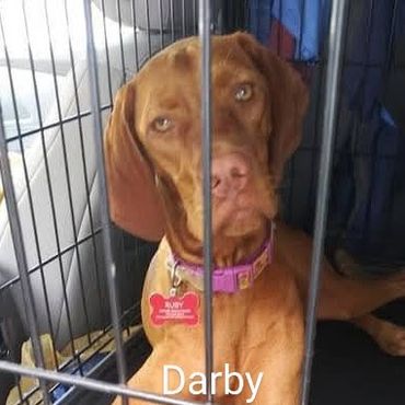 Miniature Vizla Darby takes advantage of the Private Dog Transport Services by Barry's Dogs