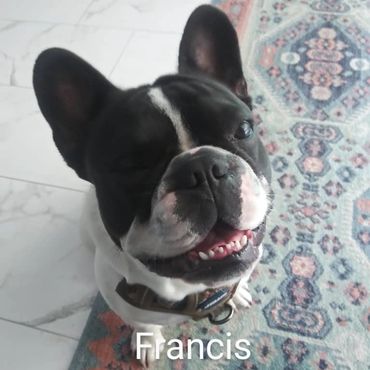 In Home Pet/House Sitting, Pet Visits, and Dog Walking for those stubborn French Bulldogs.