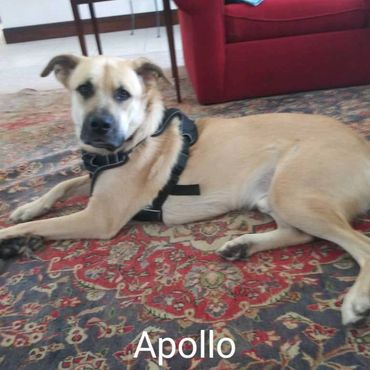 Pet Services include Private Dog Transport, In Home Pet/House Sitting for Daniffs