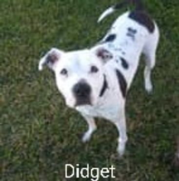 House Sitting and In Home pet visits with a Pit Bull Terroir, and an American Staffordshire Terrier