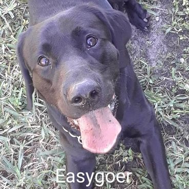 Barry's Dogs offers Dog Walking and In- Home Pet Visits for a Labrador Retrievers