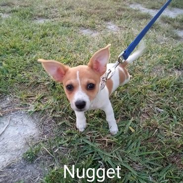 In Home Pet/House Sitting, Pet Visits, and Dog Walking for those lovable and playful puppies.