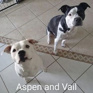 House Sitting and In Home pet visits with a Pit Bull Terroir, and an American Staffordshire Terrier