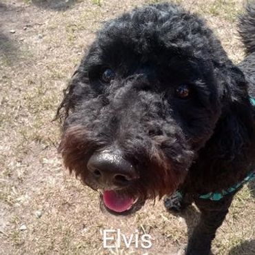 Doodle Elvis on a cross country journey private dog transport by Barry's Dogs
