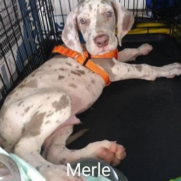 Great Dane Puppy Merle takes advantage of the Private Dog Transport Services by Barry's Dogs