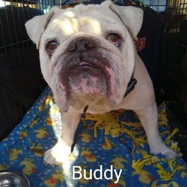 English Bulldog Buddy takes advantage of the Private Dog Transport Services by Barry's Dogs
