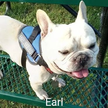 French Bulldog Earl on a cross country journey private dog transport by Barry's Dogs
