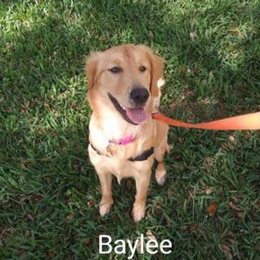 Barry's Dogs offers Dog Walking and In- Home Pet Visits for a Golden Retrievers.