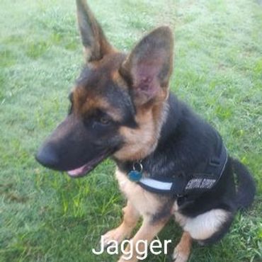 Barry's Dogs offer Dog Walking and In Home pet visits for German Shepherds.