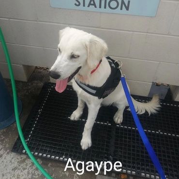 Barry's Dogs offers Dog Walking and In- Home Pet Visits for a Labrador Retrievers