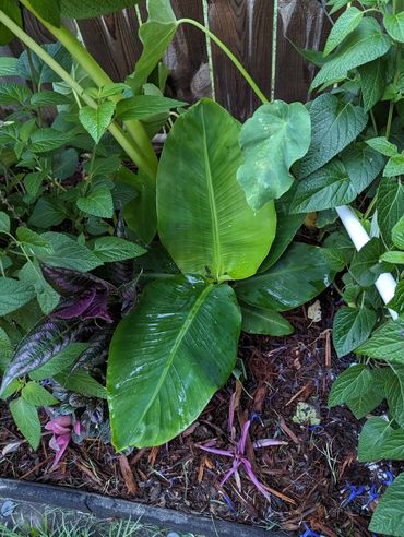 Dwarf banana tree green large leaves