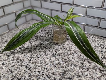 Variegated Dracena plant with neon green and dark green with white lines down the leaves