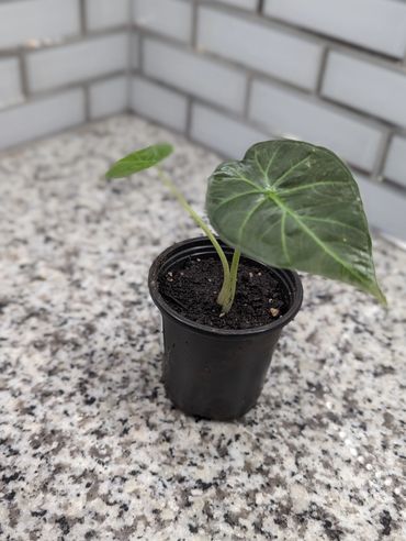 4in potted dark leaf regal shield on top of granite countertop, white and black and gray in color.