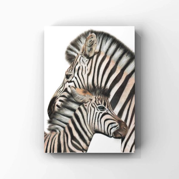 Zebra art print by Nottingham wildlife artist Cheryl Rahman